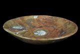 Bargain, Fossil Goniatite Bowl - Stoneware #73759-1